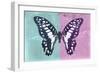 Miss Butterfly Graphium Profil - Turquoise & Pink-Philippe Hugonnard-Framed Photographic Print