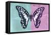 Miss Butterfly Graphium Profil - Turquoise & Pink-Philippe Hugonnard-Framed Stretched Canvas