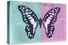 Miss Butterfly Graphium Profil - Turquoise & Pink-Philippe Hugonnard-Stretched Canvas