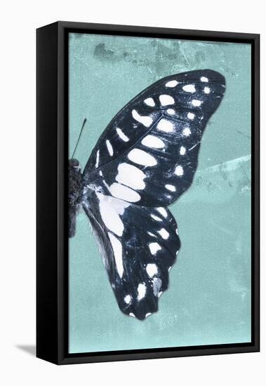 Miss Butterfly Graphium Profil - Turquoise-Philippe Hugonnard-Framed Stretched Canvas