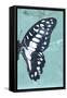 Miss Butterfly Graphium Profil - Turquoise-Philippe Hugonnard-Framed Stretched Canvas