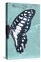 Miss Butterfly Graphium Profil - Turquoise-Philippe Hugonnard-Stretched Canvas