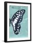 Miss Butterfly Graphium Profil - Turquoise-Philippe Hugonnard-Framed Photographic Print