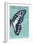 Miss Butterfly Graphium Profil - Turquoise-Philippe Hugonnard-Framed Photographic Print