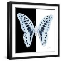 Miss Butterfly Graphium Sq - X-Ray B&W Edition-Philippe Hugonnard-Framed Photographic Print