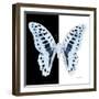 Miss Butterfly Graphium Sq - X-Ray B&W Edition-Philippe Hugonnard-Framed Photographic Print