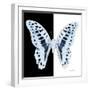 Miss Butterfly Graphium Sq - X-Ray B&W Edition-Philippe Hugonnard-Framed Photographic Print