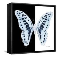 Miss Butterfly Graphium Sq - X-Ray B&W Edition-Philippe Hugonnard-Framed Stretched Canvas