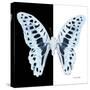 Miss Butterfly Graphium Sq - X-Ray B&W Edition-Philippe Hugonnard-Stretched Canvas