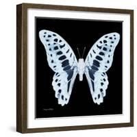 Miss Butterfly Graphium Sq - X-Ray Black Edition-Philippe Hugonnard-Framed Photographic Print