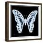 Miss Butterfly Graphium Sq - X-Ray Black Edition-Philippe Hugonnard-Framed Photographic Print