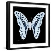 Miss Butterfly Graphium Sq - X-Ray Black Edition-Philippe Hugonnard-Framed Photographic Print