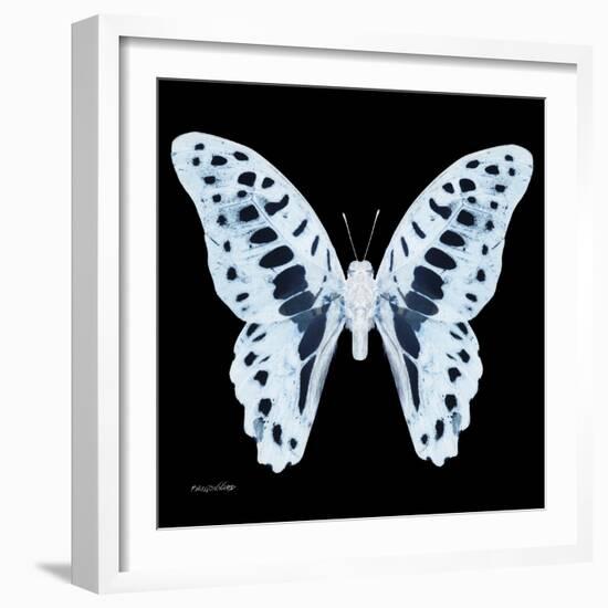 Miss Butterfly Graphium Sq - X-Ray Black Edition-Philippe Hugonnard-Framed Photographic Print