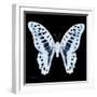 Miss Butterfly Graphium Sq - X-Ray Black Edition-Philippe Hugonnard-Framed Photographic Print