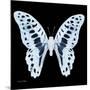 Miss Butterfly Graphium Sq - X-Ray Black Edition-Philippe Hugonnard-Mounted Photographic Print