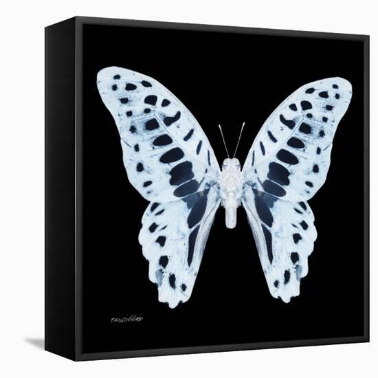 Miss Butterfly Graphium Sq - X-Ray Black Edition-Philippe Hugonnard-Framed Stretched Canvas