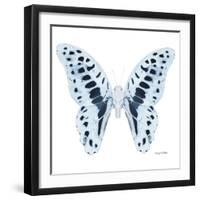 Miss Butterfly Graphium Sq - X-Ray White Edition-Philippe Hugonnard-Framed Photographic Print