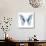 Miss Butterfly Graphium Sq - X-Ray White Edition-Philippe Hugonnard-Stretched Canvas displayed on a wall