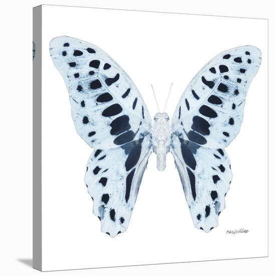 Miss Butterfly Graphium Sq - X-Ray White Edition-Philippe Hugonnard-Stretched Canvas