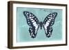 Miss Butterfly Graphium - Turquoise-Philippe Hugonnard-Framed Photographic Print