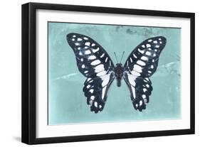 Miss Butterfly Graphium - Turquoise-Philippe Hugonnard-Framed Photographic Print