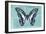 Miss Butterfly Graphium - Turquoise-Philippe Hugonnard-Framed Photographic Print