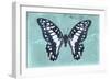 Miss Butterfly Graphium - Turquoise-Philippe Hugonnard-Framed Photographic Print