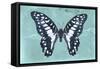 Miss Butterfly Graphium - Turquoise-Philippe Hugonnard-Framed Stretched Canvas