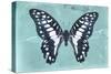 Miss Butterfly Graphium - Turquoise-Philippe Hugonnard-Stretched Canvas