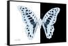 Miss Butterfly Graphium - X-Ray B&W Edition-Philippe Hugonnard-Framed Stretched Canvas