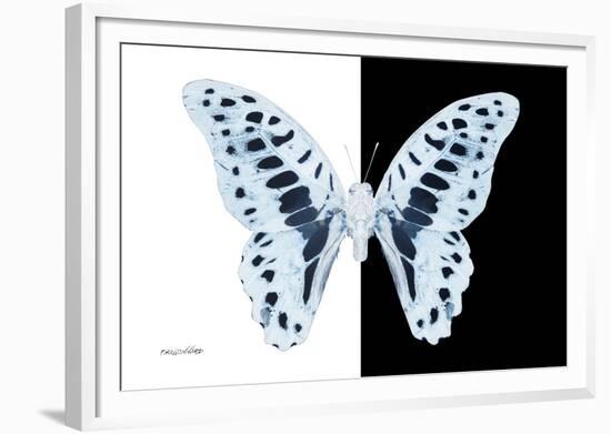 Miss Butterfly Graphium - X-Ray B&W Edition-Philippe Hugonnard-Framed Photographic Print