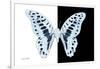 Miss Butterfly Graphium - X-Ray B&W Edition-Philippe Hugonnard-Framed Photographic Print