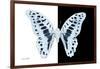 Miss Butterfly Graphium - X-Ray B&W Edition-Philippe Hugonnard-Framed Photographic Print