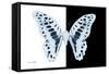 Miss Butterfly Graphium - X-Ray B&W Edition-Philippe Hugonnard-Framed Stretched Canvas