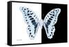 Miss Butterfly Graphium - X-Ray B&W Edition-Philippe Hugonnard-Framed Stretched Canvas
