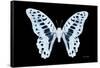 Miss Butterfly Graphium - X-Ray Black Edition-Philippe Hugonnard-Framed Stretched Canvas