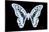 Miss Butterfly Graphium - X-Ray Black Edition-Philippe Hugonnard-Stretched Canvas