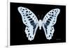 Miss Butterfly Graphium - X-Ray Black Edition-Philippe Hugonnard-Framed Photographic Print
