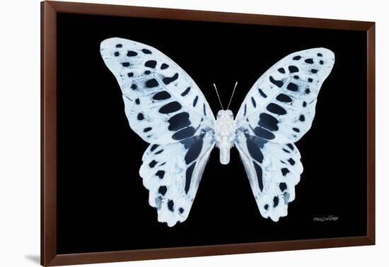 Miss Butterfly Graphium - X-Ray Black Edition-Philippe Hugonnard-Framed Photographic Print