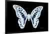 Miss Butterfly Graphium - X-Ray Black Edition-Philippe Hugonnard-Framed Photographic Print