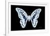 Miss Butterfly Graphium - X-Ray Black Edition-Philippe Hugonnard-Framed Photographic Print