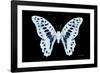 Miss Butterfly Graphium - X-Ray Black Edition-Philippe Hugonnard-Framed Photographic Print