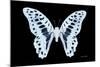 Miss Butterfly Graphium - X-Ray Black Edition-Philippe Hugonnard-Mounted Photographic Print