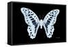 Miss Butterfly Graphium - X-Ray Black Edition-Philippe Hugonnard-Framed Stretched Canvas