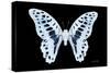 Miss Butterfly Graphium - X-Ray Black Edition-Philippe Hugonnard-Stretched Canvas
