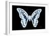 Miss Butterfly Graphium - X-Ray Black Edition-Philippe Hugonnard-Framed Photographic Print