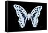 Miss Butterfly Graphium - X-Ray Black Edition-Philippe Hugonnard-Framed Stretched Canvas