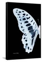 Miss Butterfly Graphium - X-Ray Left Black Edition-Philippe Hugonnard-Framed Stretched Canvas
