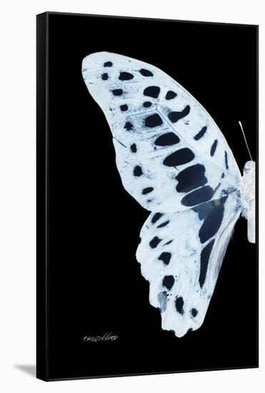 Miss Butterfly Graphium - X-Ray Left Black Edition-Philippe Hugonnard-Framed Stretched Canvas