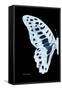 Miss Butterfly Graphium - X-Ray Left Black Edition-Philippe Hugonnard-Framed Stretched Canvas